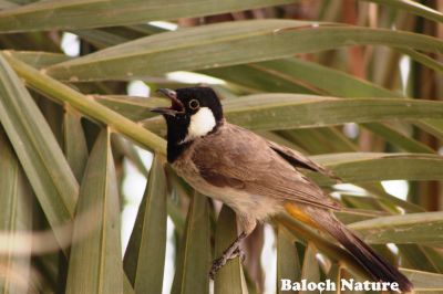 White-eared Bulbul
کُلی
Koli
کُلی بزاں بُلبُل کسانیں بالی مُرگ ء کہ بلوچستان ء درچک دارانی، کشارانی، باگ و پُلّانی، اوبہارانی زینت انت - کُلی وتی ہمراہ ء جدائی یا باز دلسوزیں پریاد کنت - بلے بہار او پلانی توکا آشقی الہان کنت کہ کہ ھمک عاشق ء وتی نیمگا دلگوش گور کنائین ات - ۔

