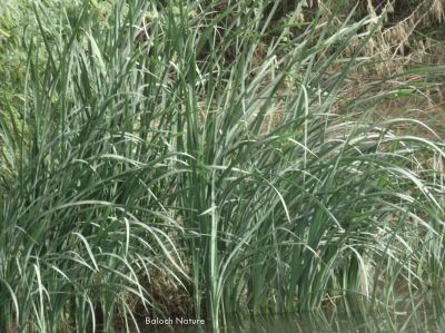 Typha angustifolia
کُل
Koll
کُل چونایا کاہ ءِ ۔ اے گیشتر کوراں ہما جاگہ رودیت کہ اودا لچ ءُ مین باز بہ بیت ۔ نہنگ ءَ وھدے زمانگ ءَ کل باز بوتگ او کُلانی توک ءَ لدی ءُ دگر رستراں جاگہ کُتگ ، بلے مرچی باندا کم انت نوں میرانی ڈیم ءَ چہ باز جاگہ کُل رستگ ۔ بلوچاں کُل روتگ او سر ءُ بُن کتگ انت او وتی لوگانی سرا داتگ انت کہ ھور مریچ انت ۔ بلے درمُلک ء مردم کُل ءپُل ءِ دار کہ ترند انت زرتگ او سپت او ٹوکری جوڈ کتگ کُرشی ءُ ٹیبل جوڈ کوتگ بلے بلوچ تنیگا انچو نزان انت ۔


