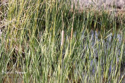 Typha angustifolia
Koll
کُل
کُل چونایا کاہ ءِ ۔ اے گیشتر کوراں ہما جاگہ رودیت کہ اودا لچ ءُ مین باز بہ بیت ۔ نہنگ ءَ وھدے زمانگ ءَ کل باز بوتگ او کُلانی توک ءَ لدی ءُ دگر رستراں جاگہ کُتگ ، بلے مرچی باندا کم انت نوں میرانی ڈیم ءَ چہ باز جاگہ کُل رستگ ۔ بلوچاں کُل روتگ او سر ءُ بُن کتگ انت او وتی لوگانی سرا داتگ انت کہ ھور مریچ انت ۔ بلے درمُلک ء مردم کُل ءپُل ءِ دار کہ ترند انت زرتگ او سپت او ٹوکری جوڈ کتگ کُرشی ءُ ٹیبل جوڈ کوتگ بلے بلوچ تنیگا انچو نزان انت ۔ 
