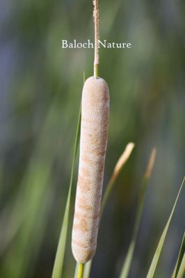 Typha angustifolia
Koll
کُل
کُل چونایا کاہ ءِ ۔ اے گیشتر کوراں ہما جاگہ رودیت کہ اودا لچ ءُ مین باز بہ بیت ۔ نہنگ ءَ وھدے زمانگ ءَ کل باز بوتگ او کُلانی توک ءَ لدی ءُ دگر رستراں جاگہ کُتگ ، بلے مرچی باندا کم انت نوں میرانی ڈیم ءَ چہ باز جاگہ کُل رستگ ۔ بلوچاں کُل روتگ او سر ءُ بُن کتگ انت او وتی لوگانی سرا داتگ انت کہ ھور مریچ انت ۔ بلے درمُلک ء مردم کُل ءپُل ءِ دار کہ ترند انت زرتگ او سپت او ٹوکری جوڈ کتگ کُرشی ءُ ٹیبل جوڈ کوتگ بلے بلوچ تنیگا انچو نزان انت ۔ 
