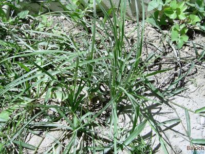 Cyperus rotundus
Kollichk
کُلّچک

کلّچک کسانیں وت رودیں کاہے - نرم ہ نازُرک انت - اے گیشتر سال ء دُوازدہیں ماہ ء سر سبز و شاداب گندگ ء کئت - دلوتانی دوستناکیں کاھاں چہ یکّے - اے کاہ گیشتر کشارانی توکا رودیت - اُو ڈولداریں پُل ء پر کنت - بلے توم پر نہ کنت - کلّچک اُنڈال ء جنت کسانین سیاہ رنگے کہ بلوچی ء تُوتک ء گُشنت - اگاں سال ء ھُور مہ بیت یا آپ مہ رسیت کلچک ء توتک نہ مریت
