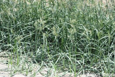 Cyperus rotundus
Kollichk
کُلّیچک

کلّچک کسانیں وت رودیں کاہے - نرم ہ نازُرک انت - اے گیشتر سال ء دُوازدہیں ماہ ء سر سبز و شاداب گندگ ء کئت - دلوتانی دوستناکیں کاھاں چہ یکّے - اے کاہ گیشتر کشارانی توکا رودیت - اُو ڈولداریں پُل ء پر کنت - بلے توم پر نہ کنت - کلّچک اُنڈال ء جنت کسانین سیاہ رنگے کہ بلوچی ء تُوتک ء گُشنت - اگاں سال ء ھُور مہ بیت یا آپ مہ رسیت کلچک ء توتک نہ مریت
