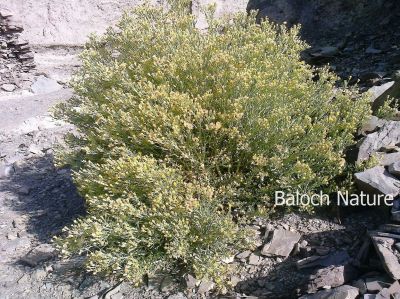 Iphona Aucheri
Kolmeer
کُلمیر
کلمیر ء باز جاہاں کلمور یا کلمورگ ہم گوشنت - کلمیر بہارگاہ ء درگت ء رودیت ، بلے تانسریں گرماگے موسم ء سرسبز و شاداب بیت - ادا کلمیر کوہ دیم ء روستگ گوں وتی زردیں پُلاں ڈولدار انت 
