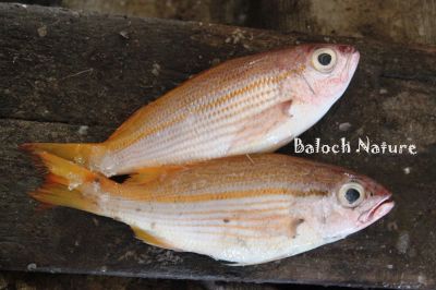 Golden Threadfin Bream 
Kolonto
کلونٹو
کلونٹو کسانیں ڈولداریں ماہیگ ءِ ۔ گیشترتیاب دپی او تلگیں آپ ءَ زند کن انت ۔ اے مستریں کد 10 انچ دراج بیت ۔
