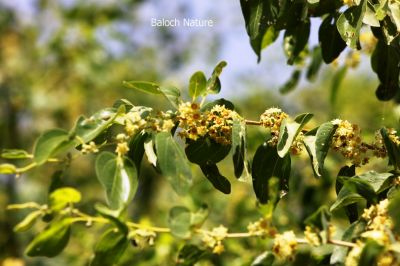 zizyphus jujuba
Konar Borr ent
کُنر بُور انت
کُنر بلوچستان ء میوہ ء زانگ بیت - کنر ء بلوچ پہ شُوق ورانت - چمیشکا بلوچستان ء چُشیں باگے نیست کہ کُنر ء مان مہ بیت - کُنر باز زات انت - پنس، گڈّگی، بے گڈگ، مکئِ، او دگہ بازیں - 

