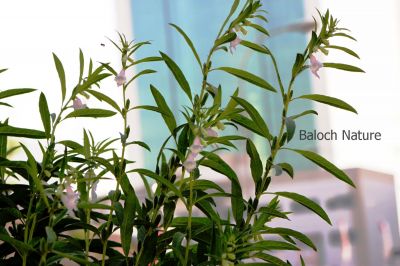 Sesame
Konchit
کُنچیت
کنچیت یک دھل ء ۔ کنچیت گرماگ  درگتا رودیت آئے کاہ ء ڈیل بُرز بیت ڈولداریں تاک پر کنت او اسپیتں پُل ۔ کسانیں بلے زنڈوکیں کوسرک پر کنت او کسان کسانیں دانگ انت کہ گیشتر ناہاں مان کن انت کہ ناہاں تامدار کن انت - بلوچستان ء کُنچیت ء بستارے است انت ۔ اشیے کاہ دلوتاں داگ انت او تاک جنیناں زرتگ او وتی سر شُشتگ انت اشیے تاک ء باز لیس مان ۔
