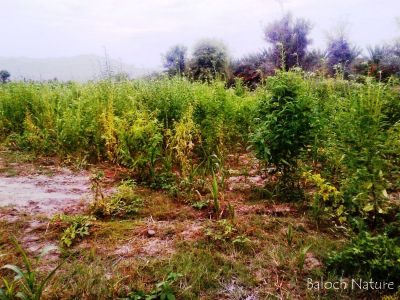 Sesame farm
کُنچت ءِ ڈگار
Konchit e dagar
