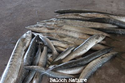 Barracuda
کوُند
Kond


