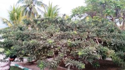 Frankincense (Boswellia serrata)
کُندریک
Kondrick
کندرک یک ٹوہیں ءُ ساہگ داریں درچک ءِ۔ اے درچک دار ءَ چہ سُسُر پیداک بیت۔ اے سُسُر ءَ کندرک گوش انت ، کندرک ءَ پہ تہلگ کار مرز کن انت، کندرک ءَ چو سوچُکی پیما بُن دیینت ءُ دوتاں وشیں بوہ تالان بیت ۔

