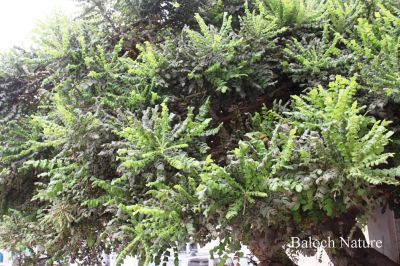 Frankincense (Boswellia serrata)
کندرک
Kondrik
کندرک یک ٹوہیں ءُ ساہگ داریں درچک ءِ۔ اے درچک دار ءَ چہ سُسُر پیداک بیت۔ اے سُسُر ءَ کندرک گوش انت ، کندرک ءَ پہ تہلگ کار مرز کن انت، کندرک ءَ چو سوچُکی پیما بُن دیینت ءُ دوتاں وشیں بوہ تالان بیت ۔ 
