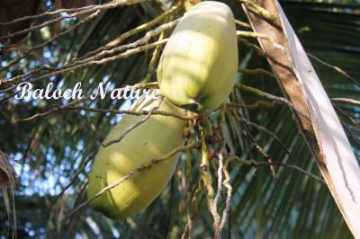 Coconut
نالگ، کوپڑا
Nalag ya Kopda
کوپڑا اے ھندے درچکے کہ اشیارا پہ مسالہ کارمرز کن انت ۔ مرچاں دگنیا چہ اشیے ٹیل ءَ پٹرول جوڑ کنگا انت ۔ بلے بلوچ اشیے ٹیل ءَ چہ وتی سراں چرپ کن انت او کپپو ءَ ورانت ۔ ھندے توکا کپپو ءَ درش انت نارُشتاں کارمرز کن انت او ٹیل ءَ چہ نارُشت ءُ سرا چرپ کن انت ۔ بلوچستان اے تیاب دپی ھنداں کوپڑا کش انت ۔ بلے ہمک مردم وتی زلورتانی کارمرز کنت ۔ اگاں کوپڈا ءِ باگ دشت ، نلینٹ ، کلمت ءِ ھند ءُ دمگاں جوڑ کنگ بہ بیت ننکہ بلوچستان ءِ کوپڑا ءِ زلورتان پیلہ کنت بلکیں کوپڑا برامد کُت کنت۔ بلے اے کارانی واستہ شرریں منسوبہ جوڑ کنگ لوٹ ات ۔
