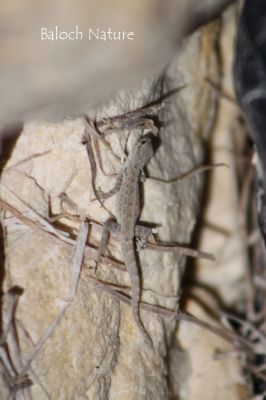 Wild Gecko
کِٹٹار
Kittar
کٹٹار چونایا دو زات ءِ است ۔ یکے گیشتر بازاراں گردیت ءُ دومی جنگلی انت کہ گیشتر کوہ  ءُ اگاراں بیت ۔ اے اکس جنگلی کٹّار ءِ انت ۔ مرچاں جنگلی کٹار ءَ ڈنی ملکانی لوٹ انت کہ پہ دوا دارو ءَ کارمرز ءِ کن انت ۔
