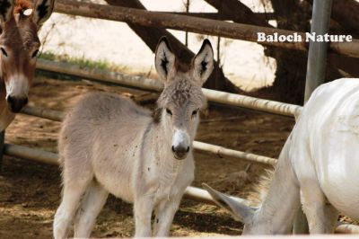  Foal 
کورّگ
Korrag
اے ھرے کُرّگ انت، بزاں ھرے چُک انت۔
