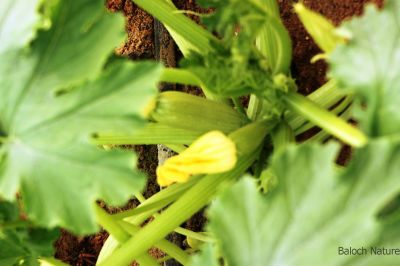 Zucchini (Cucurbita pepo)
Kosa
کوسہ 
کوسہ ہم سبزی ات ، بلوچستان ء سبزی نہ انت اے چہ عربستان ء چہ بلوچاں آئورتگ او َبلوچستاں کشاورز کُتگ بلے مرچی باندا بلوچستان کوسہ ءِ بازیں وڑی ءَ کش انت او نیادی ء ہر وھدا دست کپیت - کوسہ باز تہرے ورگ جوڈ کن انت - او باز تامداریں سبزی انت - کوسہ ءِ برییں پُلّ ء چو مچّے وڑا گونش کن انت - اے اکس ء توکا کوسہ نوکی بر انت -۔


