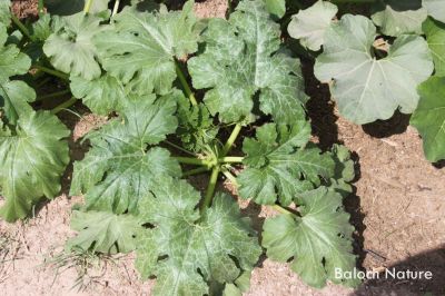 Zucchini
Kosa
کوسہ 
کوسہ ہم سبزی ات ، بلوچستان ء سبزی نہ انت اے چہ عربستان ء چہ بلوچاں آئورتگ او َبلوچستاں کشاورز کُتگ بلے مرچی باندا بلوچستان کوسہ ءِ بازیں وڑی ءَ کش انت او نیادی ء ہر وھدا دست کپیت - کوسہ باز تہرے ورگ جوڈ کن انت - او باز تامداریں سبزی انت - کوسہ دو نمونیگیں پُل پر کنت یک ءِ نرین انت دومی مادگیں انت ، وھدے کہ مادگیں پُل پچ بیت یا ترک اِت گڈا نریں پُل ءِ سند انت ءُ مادگیں پُل ءِ دپ ءَ دئینت۔  کہ آ دانگ بیت ءُ کوسہ کوسہ پر کنت ۔ 
اے اکس ءِ توک ءَ کوسہ نوکی رستگ ءُ جوان انت کہ نوں پُل کنگی انت۔
