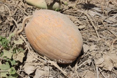 Pumpkin
کوسیچ
Kosich
اے کوسیچ گرماگی موسماں رودیت ۔ وہدے زمانگاں بلوچاں کوسیچ ھُشک کتگ انت پدا لُپپوک نیمگ چار کنڈی درچتگ توک ساپ کنت او ساپیں روگنانی درپ جوڑ کتگ انت ۔ کوسیچ اولی سبزی انت کہ دیراں چہ ابید سردانہ ھراب نہ بیت ۔کوسیچ ءِ باز زات انت بلے بلوچستاں سے چار زات ءَ چہ گیشتر نیست ۔
