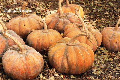 Pumpkin
کوسیچ
Kosich
اے کوسیچ ءِ دانگ انت ، اے پہ توم ءِ واستہ ایر کتگ انت ،نوکیں سال ءِ پسل ءِ واستہ اشیے توماں پر کن انت ۔ چونایا کوسیچ ءِ نارُشت جوڑ کن انت بلے مرچاں حلوہ ہم جوڑ کن انت ۔
