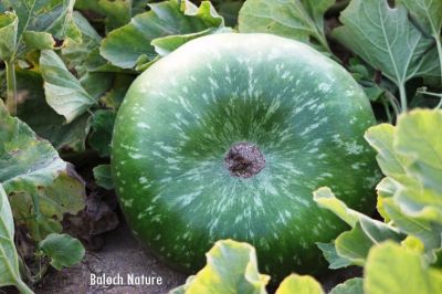 Pumpkin
کوسیچ
Kosich
اے کوسیچ گیشتر پہ سبزی کار مرز کن انت ۔ بلے گوستگیں وھداں کوسیچ پر درپ جوڑ کتگ انت بزاں ایشانی توک ءَ روگن مان کتگ انت ۔ 
