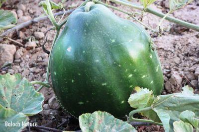 Pumpkin
کوسیچ
Kosich
کوسیچ زمانگ ءَ ھُشک کتگ انت، پدا آھانی توک درچتگ انت ءُ ساپیں روگنانی درپ جوڑ کتگ انت۔ اے کوسیچ یک دانگ ءَ دو کیلو بگر تا دہ کیلو بوت کنت ۔ 
