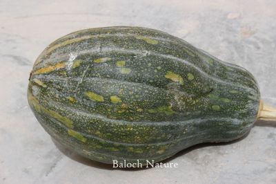 Sweet Pumpkin
شرکنین کوسیچ
Shirknin Kosich
شرکنیں کوسیچ ءَ نارُشت کن انت ءُ چرایا چہ ھلوہ ہم جوڑ کن انت ۔ اے کیشتر زمستاں کشت بیت ۔ اے ہم شرریں کوسیچ ءِ ہلہ دو ہراب نہ بیت ۔ 
