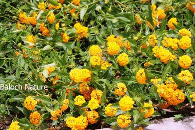 Lantana
لنتنی
Lantani
لنتنی کسانکیں درچک ءِ کہ ڈولداریں  ءُ ہمک تہریں پُل پر کنت، 

