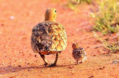  chestnut-bellied Sandgrouse
لکرک ءُ چُرو
Lekerik o Choro
لکرک یک میانی بالی مرگے کہ نیم کیلو آیے تور انت - بلوچستان ء ڈلپادیں ریکپادیں او بندگاہاں ترّ و تاب کنت - لکرک روچے یک رندے آپ کنت ، زمستان ء سہبے 10 چی 11 بلے گرماگ ء سہب ءِ 9 چہ 10 ء کوراں شیپاں بندگاہانی کابیلاں آپ کنت - آپ ء روگے وھدا ایشانی یک ٹولی یکجاہ بیت او آپ کنگا روت - آواز ہم دےان انت - لکرک ڈولداریں مرگے

