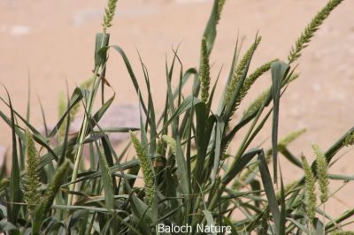 Green foxtail (Setaria viridis)
Lichchok
لچّوک
رودیت - اے گیشتر ماں جنگلاں درچکانی چیراں رودیت - بلے ہُوش مارچ اُو اپریل ء درگتا پر کنت - اے ھترناکیں کاہے - چیا کہ اے گُد پژم، میداں لچّ ات گوں اگاں بے ھنانی ء کچک او رستر اشیے سرا بہ وپس انت گڈا آیے ہوش میدان گوں ھڈانت - باز رستر مرانت بلے اشیے ہڈتگین ہُوش دُور نیاہنت
