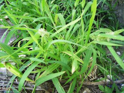 Green foxtail (Setaria viridis)
Lichchok
لچّوُک
لچّوُک بہار کاہے بہار ء درگت ء رودیت - اے گیشتر ماں جنگلاں درچکانی چیراں رودیت - بلے ہُوش مارچ اُو اپریل ء درگتا پر کنت - اے ھترناکیں کاہے - چیا کہ اے گُد  پژم، میداں لچّ ات گوں اگاں بے ھنانی ء کچک او رستر اشیے سرا بہ وپس انت گڈا آیے ہوش میدان گوں ھڈانت - باز رستر مرانت بلے اشیے ہڈتگین ہُوش دُور نیاہنت

