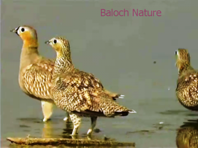 chestnut-bellied Sandgrouse
Likkerick
لکرک
لکرک یک میانی بالی مرگے کہ نیم کیلو آیے تور انت - بلوچستان ء ڈلپادیں ریکپادیں او بندگاہاں ترّ و تاب کنت - لکرک روچے یک رندے آپ کنت ، زمستان ء سہبے 10 چی 11 بلے گرماگ ء سہب ءِ  9 چہ 10 ء کوراں شیپاں بندگاہانی کابیلاں آپ کنت - آپ ء روگے وھدا ایشانی یک ٹولی یکجاہ بیت او آپ کنگا روت - آواز ہم دےان انت - لکرک ڈولداریں مرگے - ۔
