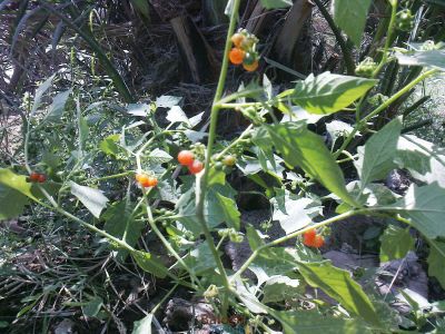 Solanum villosum
Lillan Balokk
لیلّاں بلوک
لیلاں بلوک بہار کاہے - بلوچستان ء دو نمونگیں لیلاں بلوک رودیت یکے زردیں دانگ پر کنت او دومی سیاہیں دانگ پر کنت - اے سُہر دانگ انت - لیلان بلوکے دانگ شرکن انت اشیا مردم ورنت او مُرگ ہم ورنت  

