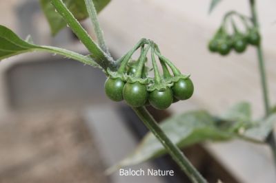 Solanum nigrum
لیلاں بلُک
Lillan balok
لیلاں بلوک بہار کاہے - بلوچستان ء دو نمونگیں لیلاں بلوک رودیت یکے زردیں دانگ پر کنت او دومی سیاہیں دانگ پر کنت - اے سیہ دانگ انت - لیلان بلوکے دانگ شرکن انت اشیا مردم ورنت او مُرگ ہم ورنت

