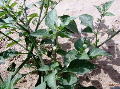Solanum nigrum
لیلاں بلُک
لیلاں بلوک بہار کاہے - بلوچستان ء دو نمونگیں لیلاں بلوک رودیت یکے زردیں دانگ پر کنت او دومی سیاہیں دانگ پر کنت - اے سیہ دانگ انت - لیلان بلوکے دانگ شرکن انت اشیا مردم ورنت او مُرگ ہم ورنت 
