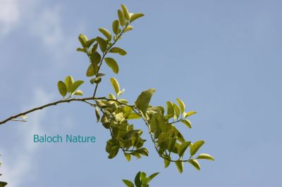 Lime
Limbo
لیمبو
لیمبو بلوچانی کدیمیں نیبگ انت - او چہ زمانگ ء بلوچ لیمبوے کشاورزی کتگ - مرچی باندا لیمبو پہ بے و شر ے واستہ کش انت - او بلوچستان ء لیمبوے یک نیادی ء تراہمک وھدا لیمبو دست کپیت -۔
