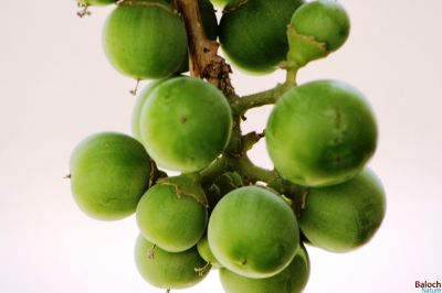 Sticky gum fruit
Liwaar
لیوّار
لیوّار یک نیبگ ء بزاں میوہ - بلے تام انچو وش نہ انت مردُم ا شیے چشگ ء گمان بہ بیت - لیوّار وھدے پُہتہ بیت زرد ترّیت - ورگ ء لپچ انت - ما کسانی ء لیوار ء چہ کتابانی پُوش لچّینتگ انت 
