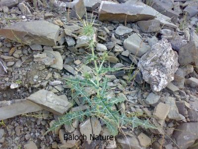 Carthamus oxyacantha
مزارکاہ
Mazarkah

مزارکاہ کسانیں کاہ ءِ کہ بہاگاہ ءِ وھد ءَ پیداک بیت ۔ اے زردیں ءُ گلابییں پُل پر کنت ۔ اے گیشتر پٹ ءُ میداناں رُدیت ۔ اے چو سگ دنتان ءِ وڑیں کاہ ءِ اشیے کسانیں دانگاں پہ تہلگ کار مرز کن انت ۔ اے گیشتر افریکہ بگر تاں ھند ءَ اے ہُشکاوگیں جاہاں رودیت ۔
