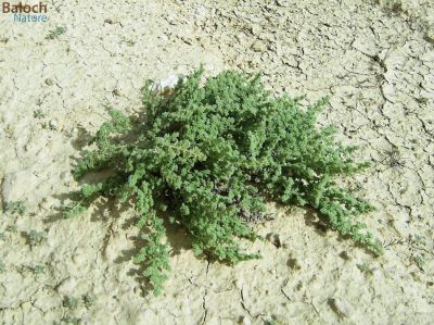 HERNIARIA HEMISTEMON
Mound
