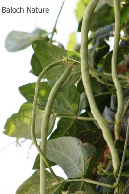Black Eye Beans
Maak
ماک 
ماک بلوچستان ء ڈگار او کُچّگاں مرچی ہم زینت انت ، ماک دراجیں کوسرک پر کنت کہ اسپیت گونگ انت - ماک ہم بلوچستان ء یک دھل ء زانگ بیت - ماک ء کُوّل باز تام دار انت - ماک ء کشار ہم سبز او ڈولدار انت -۔ 
