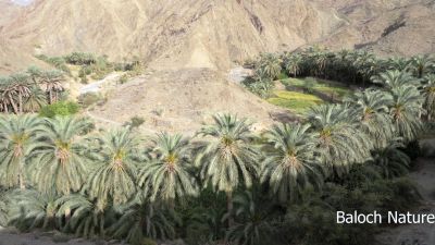 A Date farm
مچکدگ سبزاچک انت
machkedag sabzachk ant
اے یک مچکدگ ءِ کہ بلوچستان ءِ کوہاں انت ۔ اے مچکدگ نوک سبز اتگ۔  پہ آمین ءِ واستہ جاڈی انت ۔ 
