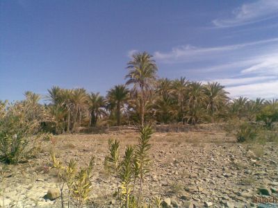Baloch Oasis
Machkidag
مچکدگ
اے کسانیں یک مچکدگ انت کہ بے پلگار گنداگا کیت - اگاں اے مچّانی لُٹ پیش کوتیناں گڈا باز ڈولدار گندگ بوت - البت چو چارگا بد نہ انت 


