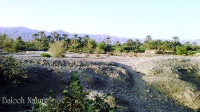Oasis of Konshkalat 
مچکدگ
Machkidag
اے  کونشکلات تمپ ءِ مچکدگ انت 

