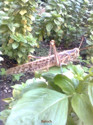 Grasshopper
مدگ
مرچاں مدگ ء گندگ باز مشکل انت، چونایا مدگ کشارے دُژمن انت - ہم ء سوب انت کہ حکومتاں مدگ ء بُن بیہ گار کتگ - وھدے زمانگاں مدگے سہر بلوچستان ء اتکگ گڈا بلوچاں مدگ شکار کتگ پرچا کہ بلوچ مدگ ء پہ شوق وارت 




