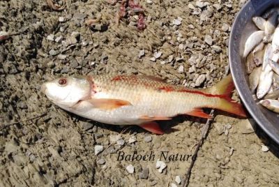 Fish
ماھیگ
Mahig
بلوچستان ء کورانی ماھیگ
