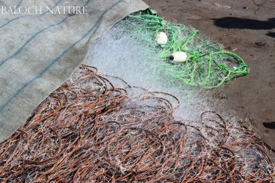 Fishing net
ماھور
Mahour
ماھُور  بزاں دام چہ ریشمیں بندیک ءَ جوڑ بیت ۔ دام ءَ چمّگ پہ ماھیگ ءِ کساس ءَ جوڑ کن انت۔ کسانیں ماھیگانی واستہ گونڈیں چمّگ ءُ ٹوہیں ماھیگانی واستہ مزنیں چمّگ ماھور ءَ پر کن انت تنکہ ماھیگ ہمے چمّگانی تہا بہ گپّیت ۔ بلے اے ماھور پلاسٹیک ءِ بندیک ءَ جوڑ کتگ کہ دگنیائے توک ءَ اے پی ماھیگ ءِ شکار ءَ اسل ءَ چہ منع کتگ ۔ بلے بلوچستان یکین ھند انت دگنیائے توک ءَ ادا پلاسٹک بندکانی سرا ماھیگ شکار کن انت ۔ ریشمیں بندیک ءِ ماھورے ماھیگ چہ چمّگ دربیئیت پدا زندگ ءُ سلامت بیت بلے پلاسٹیک بندیک ءِ ماھیگ ٹپّی بیت ءُ مر ایت ۔ چمیشکا دگنیائے توک ءَ پلاسٹیک بندک ءِ ماھورنیست ، بلے بلوچستان ءَ اِرّاں بوستی انت ، تو ھرچی کنے جائز انت ۔ 
