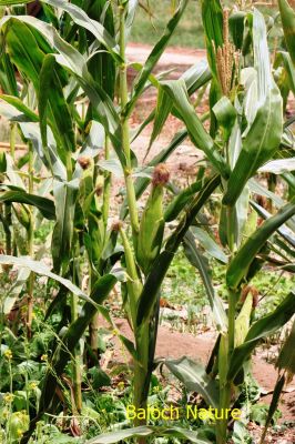 Maize
مکئی
Makkai
مکئِ بلوچستان ء کشارکم کن انت پرچا کہ اشیا دانگ ء تاپنت و ورانت - مرچاں چہ مکِئ وراگی ٹیل جوڈ کن انت
