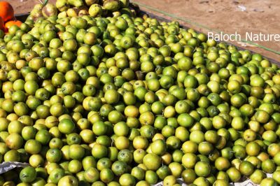 zizyphus, Berry
Makkai Konar
مکئی کُنر
مکئی کنرے زنڈین دانگ بنت ، اشیا شاہاں پہ پیوند کار گرنت۔ مرچاں بلوچستان ءَ گیشتر مردم وتی باگاں مکئی کنر جوڑ کن انت ۔  
