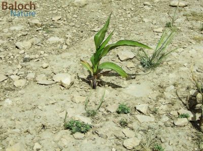 Maize
Makkai e Kadab
مکئ 

مکئِ بلوچستان ء کشارکم کن انت پرچا کہ اشیا دانگ ء تاپنت و ورانت - مرچاں چہ مکِئ وراگی ٹیل جوڈ کن انت 
