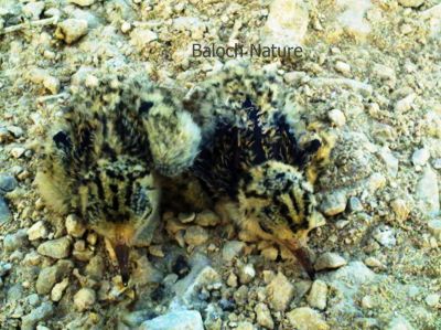 Pallas's Gull chicks
زری ملیرے چُرو
Zeri Mallir e choro

