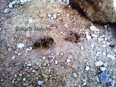 Sooty Tern's chicks
ملیر ءِ چُرو
Mallir e Chro

