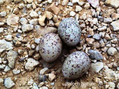 Pallas's Gull eggs
زری ملّیر ءِ ھیک
Zeri Mallir e haik
