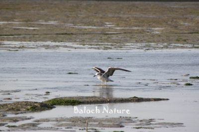Pallas's Gull
زری ملیڑ
Zeri Malleed
ملیڑ یا زری ملّیڑ  یک درہائی مُرگ ءِ کہ گیشر ماں دریابار ءَ گندگ بیت ۔ اے گیشتر چہ ماہیگاں  وتی لاپ ءَ کش انت ۔ وھدیکہ امّل ءَ پرنگ دزگیر کن انت ، گڈا امّل ہمے مرُگاں وتی کاسد کنت ءُ وتی اھوالاں دیم دنت ۔ امل ءِ جییند گوشیت۔ جی زِری ملّیڑاں منی اھوالاں بر ات ۔ ۔ ۔ پر منی ماتیگ ءَ سر کن ات
